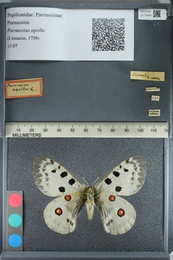 Media type: image;   Entomology 175043